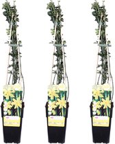 Klimplant – Jasminum nudiflorum (Jasminum nudiflorum) – Hoogte: 65 cm – van Botanicly