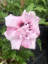 Hibiscus syriacus 'Lady Stanley' - Althaeastruik 40 - 60 cm in pot
