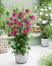 Hibiscus ‘Flower Tower Ruby’ Rode zuilvorm Hibiscus 60-80 cm hoog