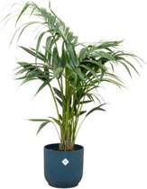 Kentia palm inclusief elho Vibes Fold Round blauw - Potmaat 25cm - Hoogte 130cm
