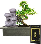 Bol.com vdvelde.com - Bonsai boompje - Zen Stenen Waterval Set - 10 jaar oud - Hoogte 30-35 cm aanbieding