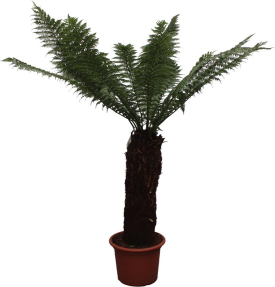 Tasmaanse boomvaren 4 Dicksonia Antarctica - 230cm - ø55