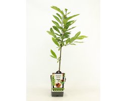 Tamme Kastanje - Castanea Sativa - hoogte 80 - 90 cm