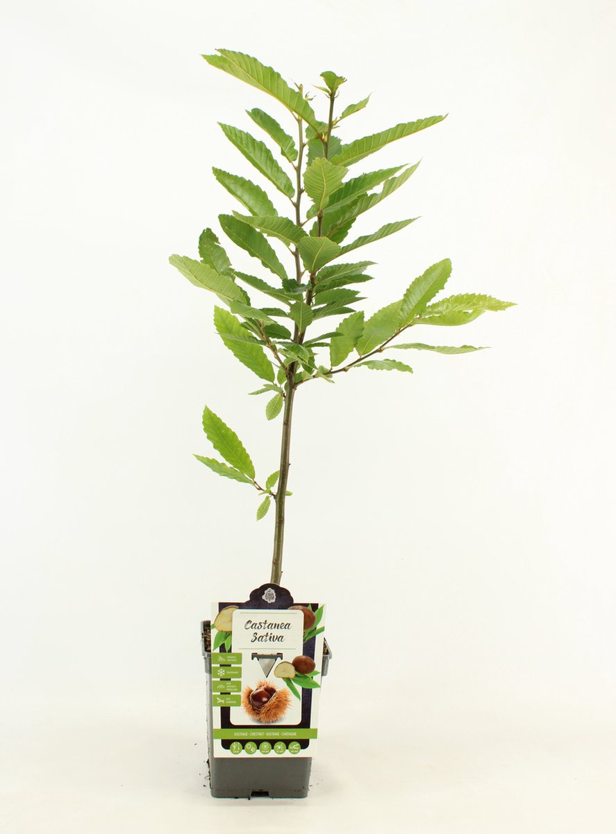 Tamme Kastanje - Castanea Sativa - hoogte 80 - 90 cm