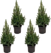 Kerstboom pakket - 4x Picea Glauca (kerstboom) - 60cm