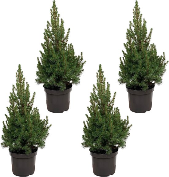 Foto: Kerstboom pakket 4x picea glauca kerstboom 60cm