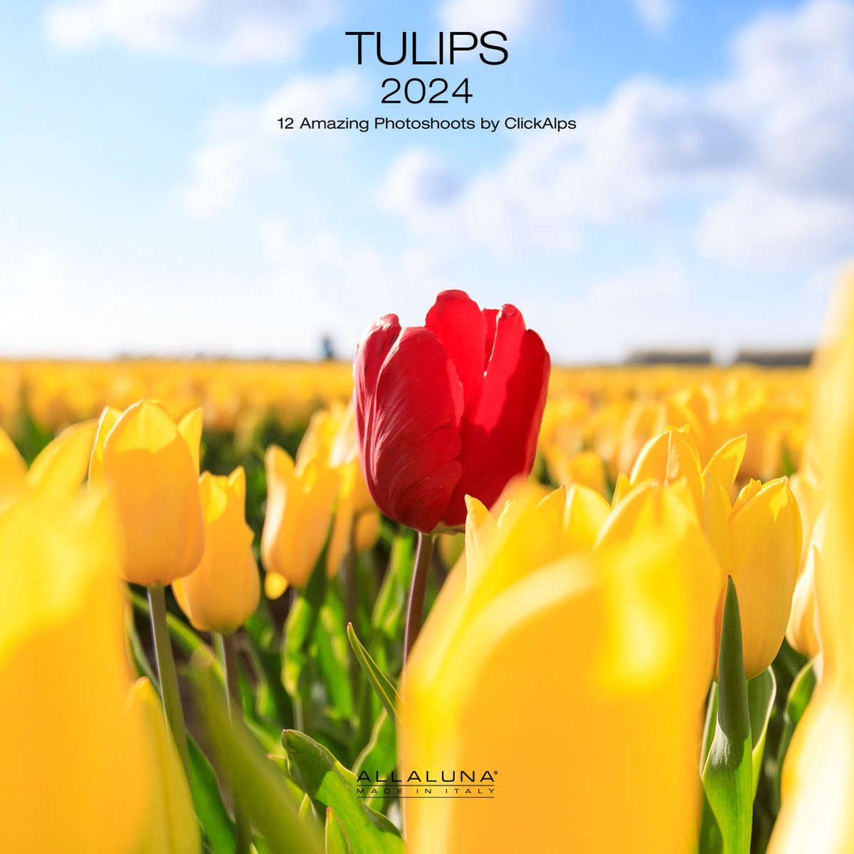 Tulpen - Tulips Kalender 2024