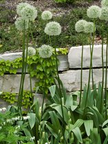 3 stuks | Allium stipitatum 'White Giant' P11 cm