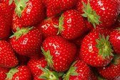 Fotobehang - Strawberry 375x250cm - Vliesbehang