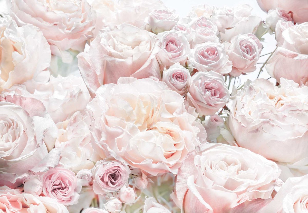 Fotobehang Spring Roses