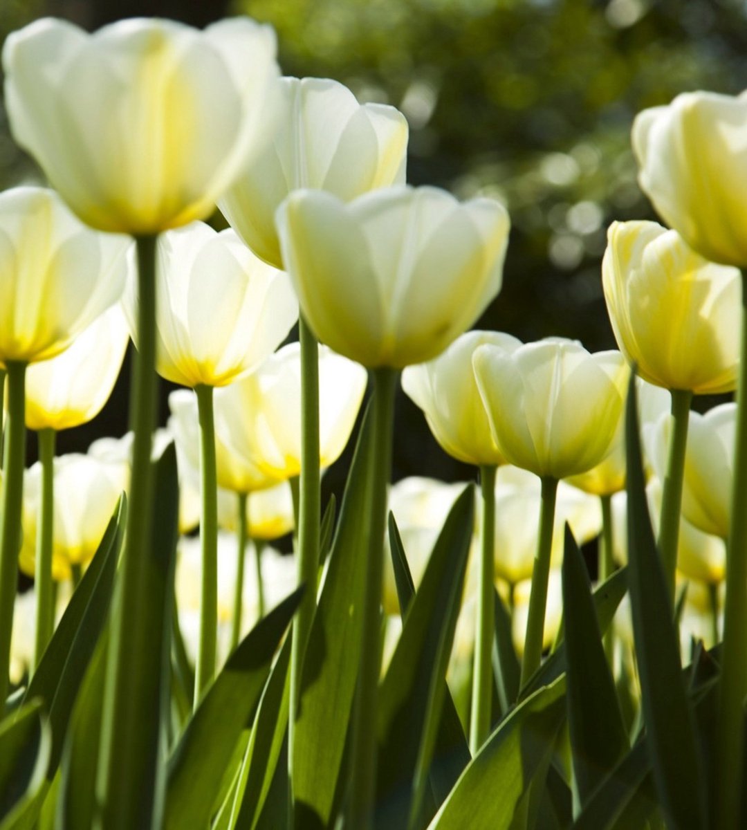 Fotobehang - White Tulips 225x250cm - Vliesbehang