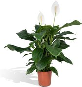 Firenze Bloemenatelier - Spathiphyllum Lepelplant - Ø 13 cm - Hoogte: 40 cm - 3 stuks