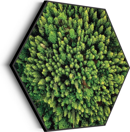 Akoestisch Schilderij Het groene bos Hexagon Basic L (100 X 86 CM) - Akoestisch paneel - Akoestische Panelen - Akoestische wanddecoratie - Akoestisch wandpaneel