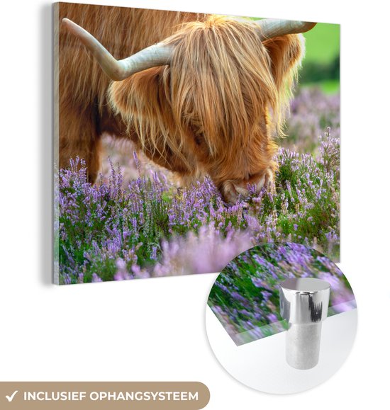 MuchoWow® Peinture sur verre 40x30 cm - Peinture sur verre - Highlander écossais - Herbe - Bruyère - Animaux - Photo sur verre acrylique - Peintures