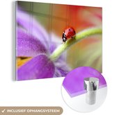 MuchoWow® Glasschilderij 120x80 cm - Schilderij acrylglas - Lieveheersbeestje op een paarse bloem - Foto op glas - Schilderijen