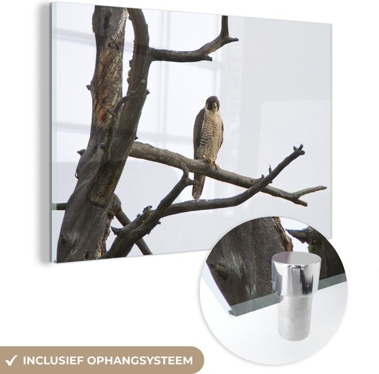 Un faucon pèlerin sur la branche d'un arbre mort Plexiglas 60x40 cm - Tirage photo sur Glas (décoration murale plexiglas)