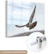 MuchoWow® Glasschilderij 160x120 cm - Schilderij acrylglas - Slechtvalk - Roofvogel - Vleugels - Foto op glas - Schilderijen