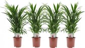 Plant in a Box - Dypsis Lutescens - Set van 4 - Areca - Goudpalm - Luchtzuiverende groene kamerplant - Pot 17cm - Hoogte 60-70cm