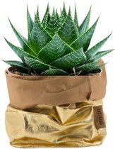 de Zaktus - Aloe Cosmo - vetplant - UASHMAMA® paper bag goud - Maat M