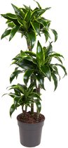 Goed & Groen - Dracaena Dorado -↨ 110cm - Potmaat 21 - Kwaliteit Planten - Kamer Plant - Kamerplanten - Sfeer