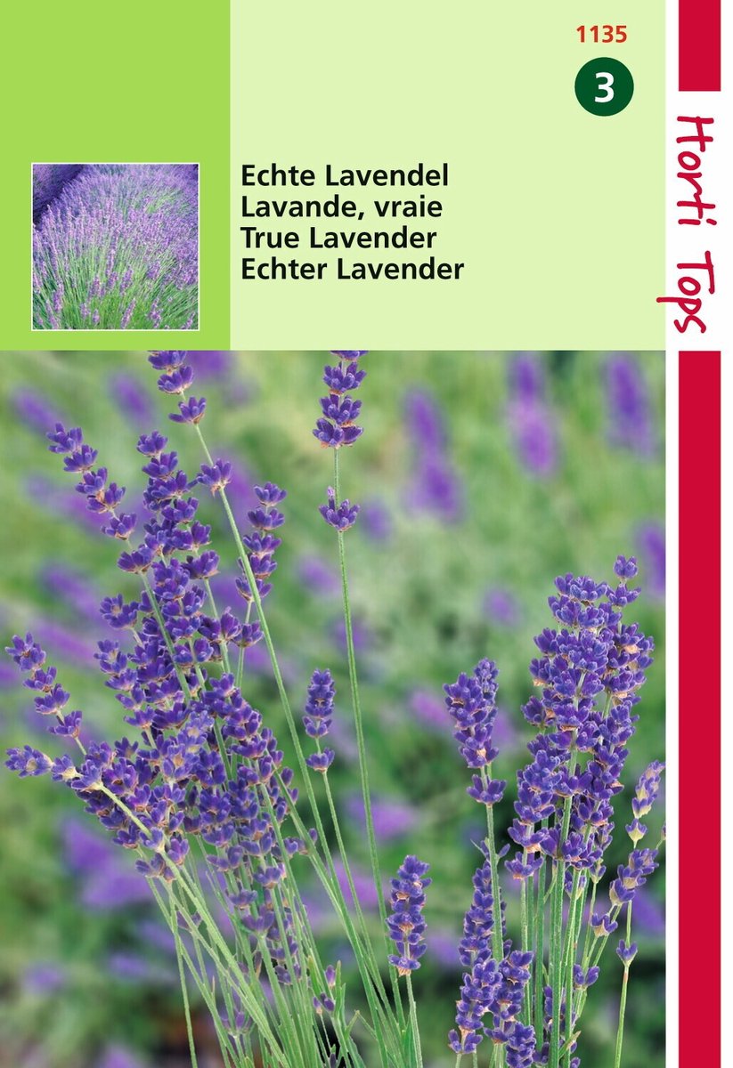 2 stuks - Hortitops - Lavendel Lavandula Officinalis