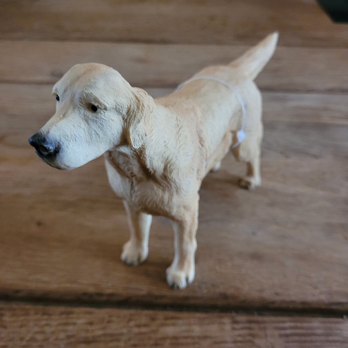 Beeld Golden Retriever