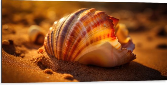 Dibond - Schelp - Strand - Zand - Kleuren - 100x50 cm Foto op Aluminium (Met Ophangsysteem)