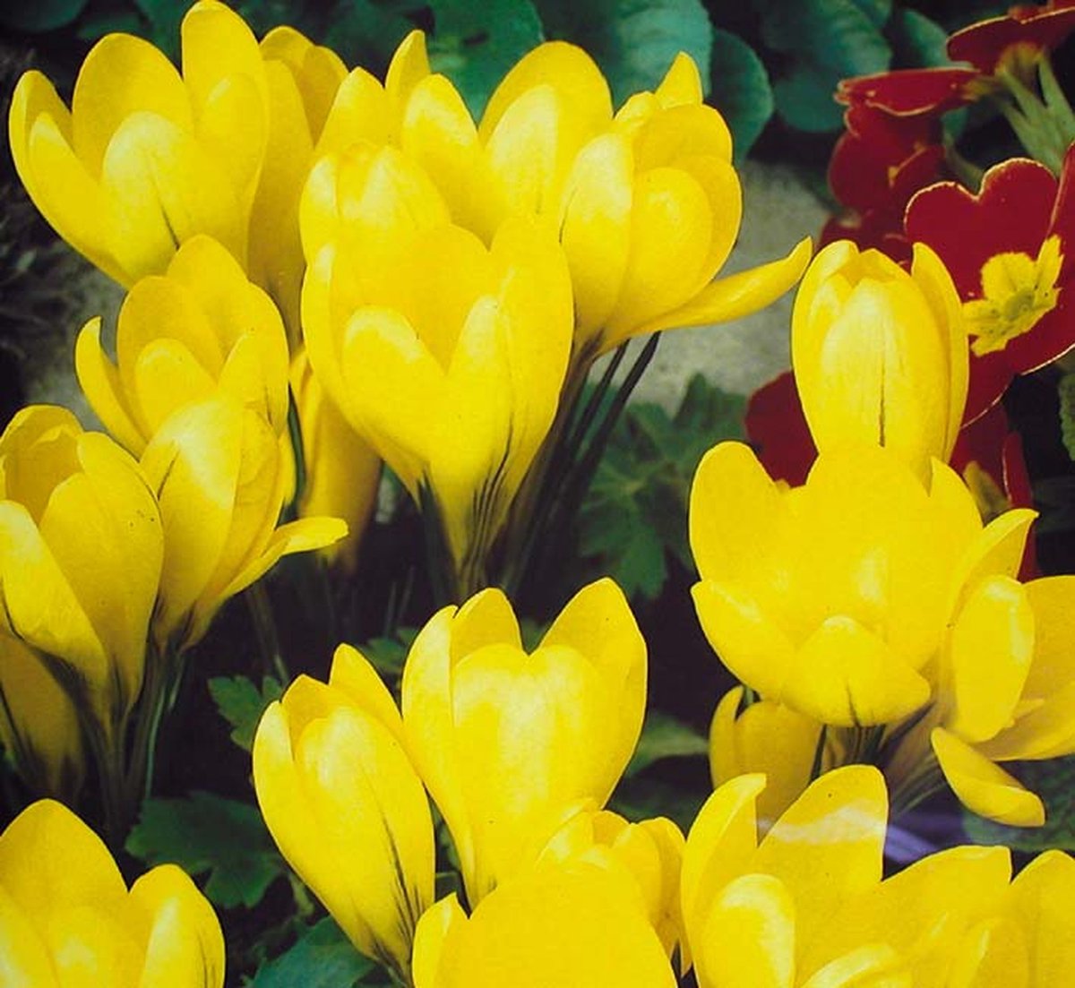 Crocus Golden Yellow - 10 stuks Krokus