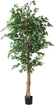 Ficus benjamina i/pot h210cm groen