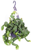 Goed & Groen - Epiphyllum guatamalense - ↨ 40cm - Potmaat 17 - Exclusieve Kwaliteit Planten - Kamer Plant - Kamerplanten - Sfeer - Interieur
