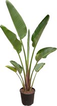 Trendyplants - Strelitzia Augusta - Paradijsvogelbloem - Kamerplant - Hoogte 170-190 cm - Potmaat Ø30cm