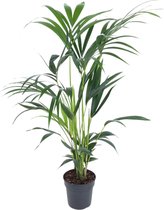 Trendyplants - Kentia palm - Howea Forsteriana - Kamerplant - Hoogte 90-110 cm - Potmaat Ø19cm