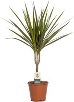 Trendyplants - Dracaena Marginata - Drakenbloedboom - Kamerplant - Hoogte 45-65 cm - Potmaat Ø14cm