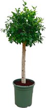 Trendyplants - Ficus Nitida op stam - Rubberboom - Kamerplant - Hoogte 120-140 cm - Potmaat Ø30cm