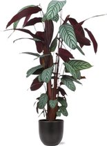 Calathea – Marantaceae (Calathea oppenheimiana) met bloempot – Hoogte: 125 cm – van Botanicly