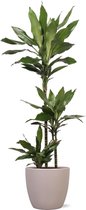 Groene plant – Drakenboom (Dracaena Janet Lind) met bloempot – Hoogte: 115 cm – van Botanicly
