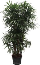 Loofboom – Japanse Esdoorn (Acer Palmatum) – Hoogte: 260 cm – van Botanicly