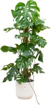 Monstera (Monstera Pertusum) met bloempot – Hoogte: 120 cm – van Botanicly