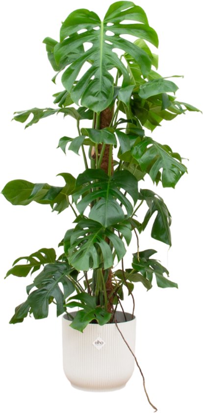 Monstera Pertusum et son pot