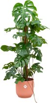 Monstera (Monstera Pertusum) met bloempot – Hoogte: 120 cm – van Botanicly