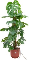 Monstera (Monstera Pertusum) met bloempot – Hoogte: 120 cm – van Botanicly