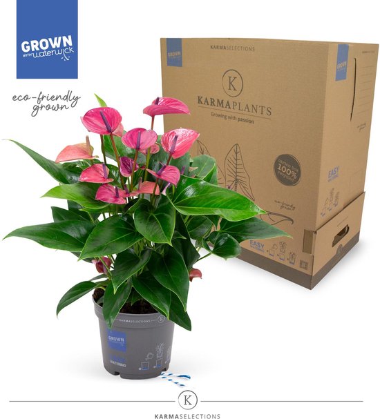 Klimplant Vaccinium corymbosum Jersey (bosbes