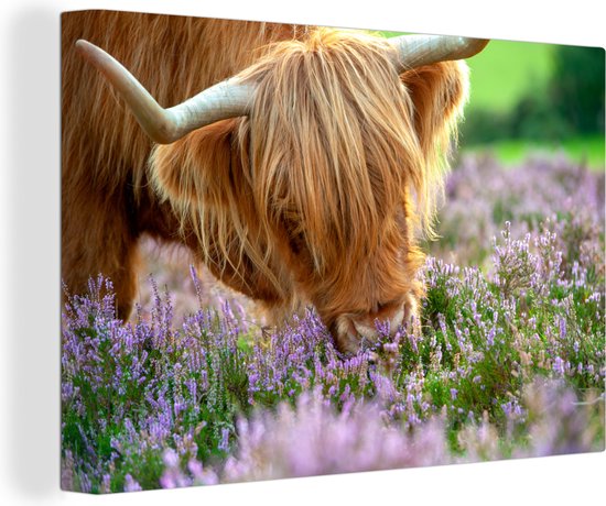 Close-up highlander écossais sent la toile de bruyère violette 2cm