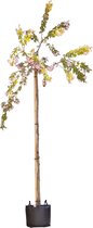 Bomenbezorgd.nl - Japanse treur sierkers - 220 cm stamhoogte (10-14 cm stamomtrek) - ''Prunus serrulata ‘Kiku-shidare-zakura''