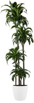 Goed & Groen - Dracaena Dorado (in ELHO Brussels Rond Wit) - Drakenbloedboom - XL -↨ 170cm - Potmaat 27 - Exclusieve Kwaliteit Planten - Kamer Plant - Kamerplanten - Sfeer - Interieur