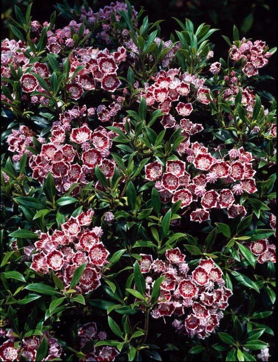 Kalmia latifolia 'Menuet' C3 25-30 cm