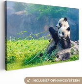 OneMillionCanvasses - Canvas - Panda - Bamboe - Natuur - Muurdecoratie - 140x90 cm - Canvas doek - Schilderijen op canvas