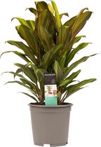 Groene plant – Koolpalm (Cordyline Kiwi) met bloempot – Hoogte: 55 cm – van Botanicly