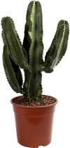 Cactus – Kerstster (Euphorbia Erytrea) met bloempot – Hoogte: 110 cm – van Botanicly