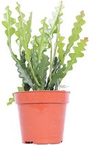 Cactus – Koraalcactus (Epiphyllum Anguliger) met bloempot – Hoogte: 20 cm – van Botanicly